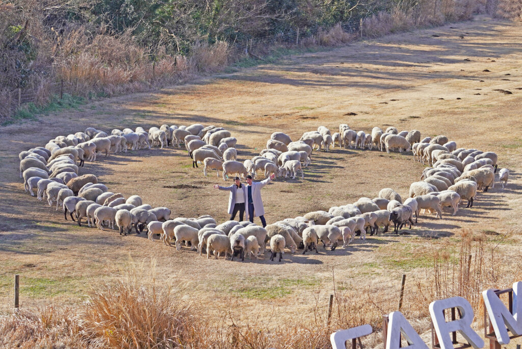マザー牧場のバレンタイン 羊がハート作る