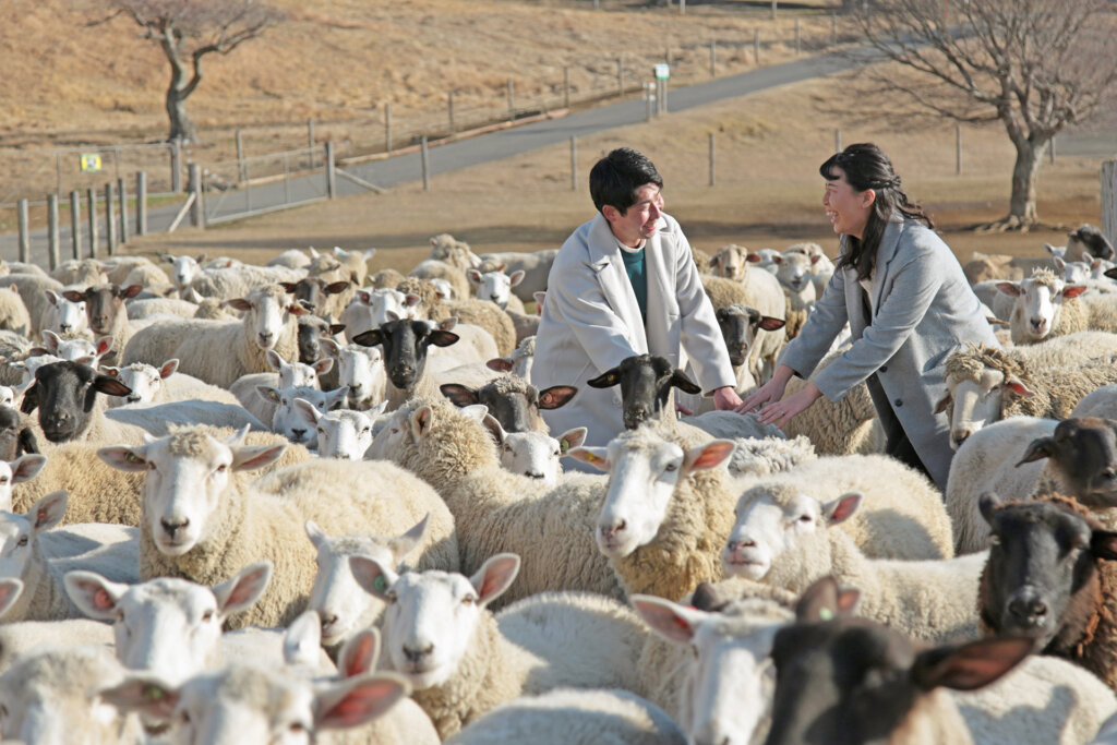 マザー牧場のバレンタイン 羊と触れ合い