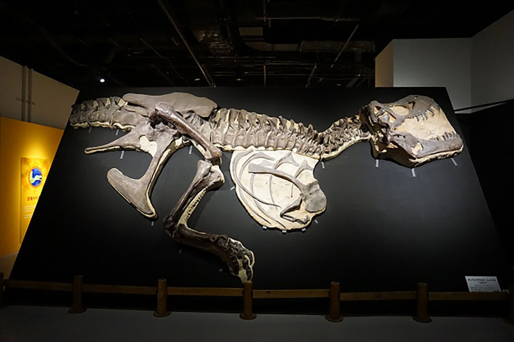恐竜の全身骨格化石