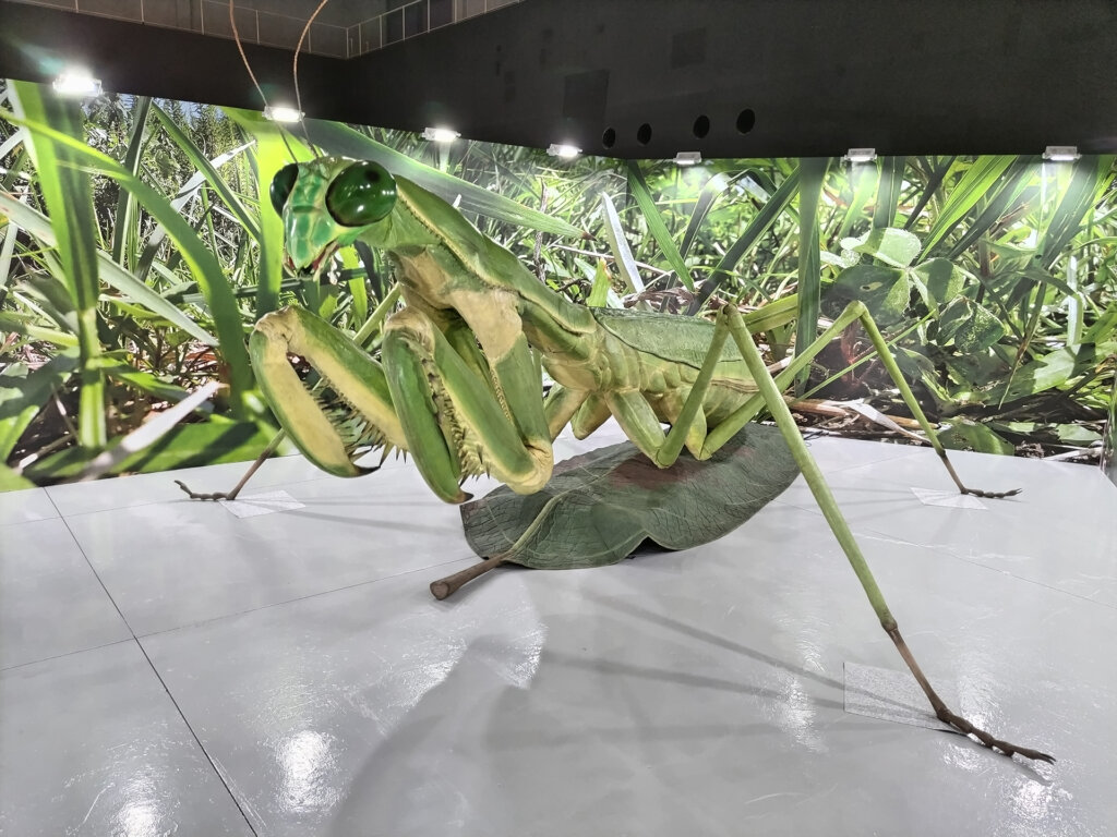 巨大昆虫展示　カマキリ