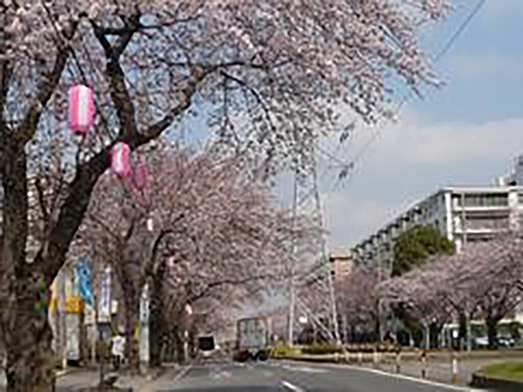 松戸市さくらまつり　桜並木