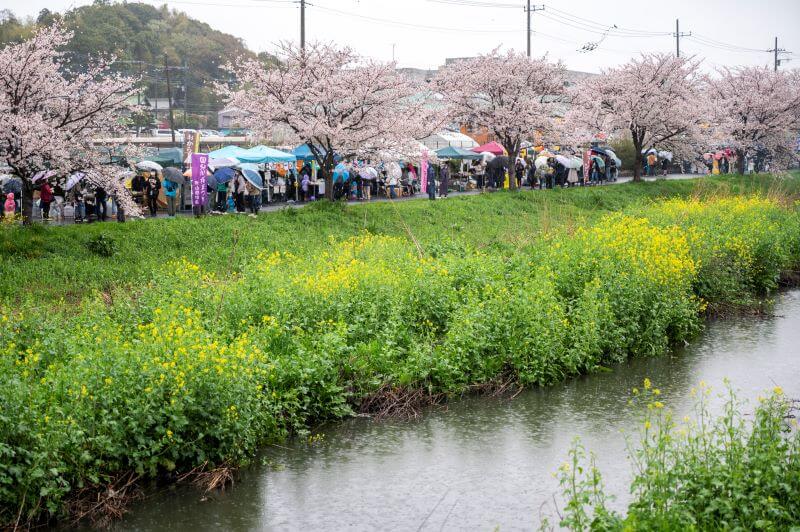 松戸市さくらまつり　土手の桜並木