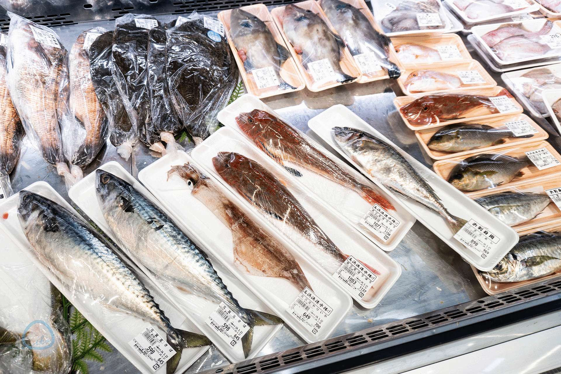 若狭 UMIKARA 店内で販売する魚たち