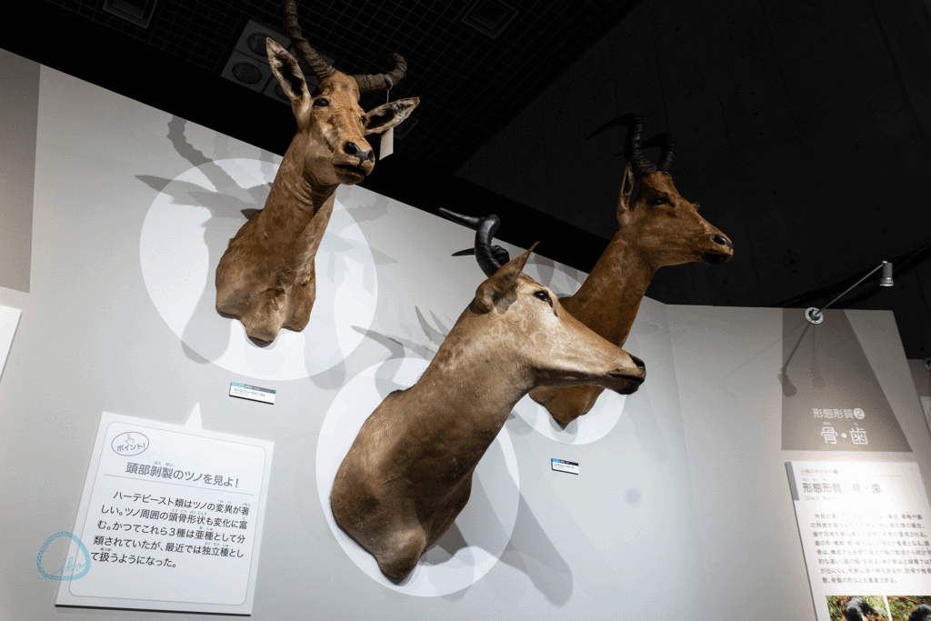 大哺乳類展3 　展示物　鹿の頭