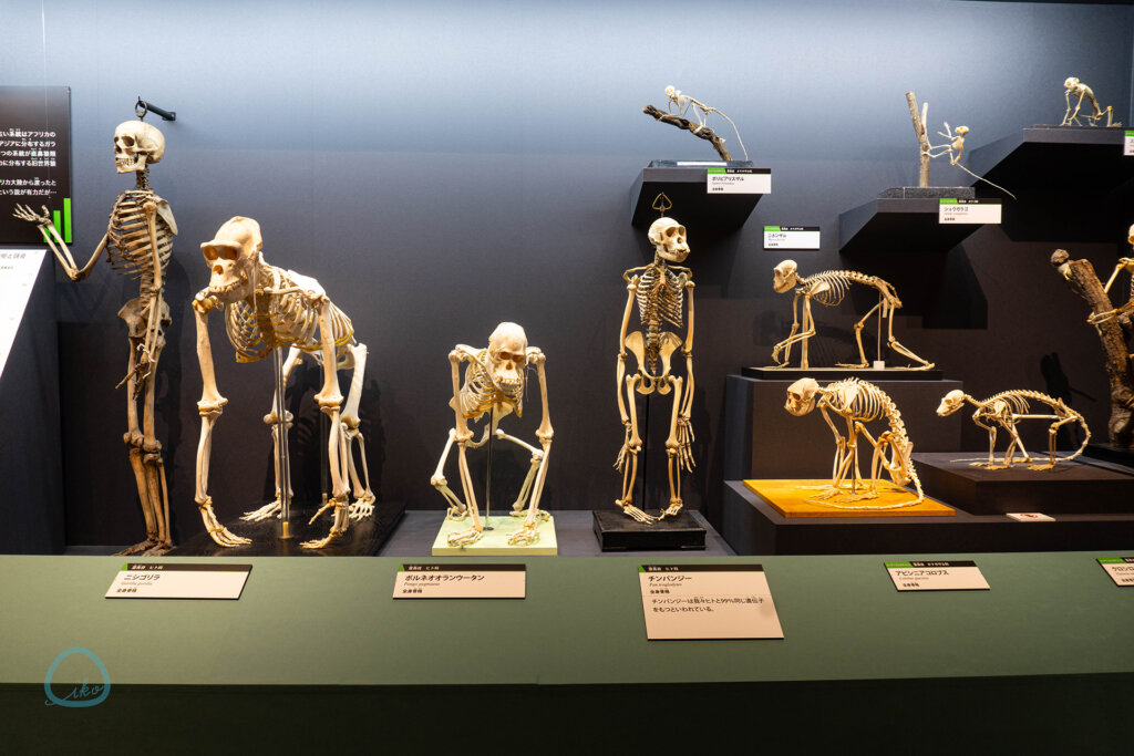 大哺乳類展3 　展示物　霊長類の骨