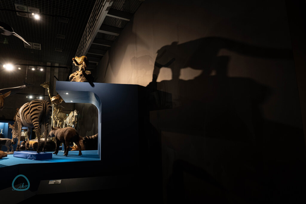 大哺乳類展3 　展示物　影の豹