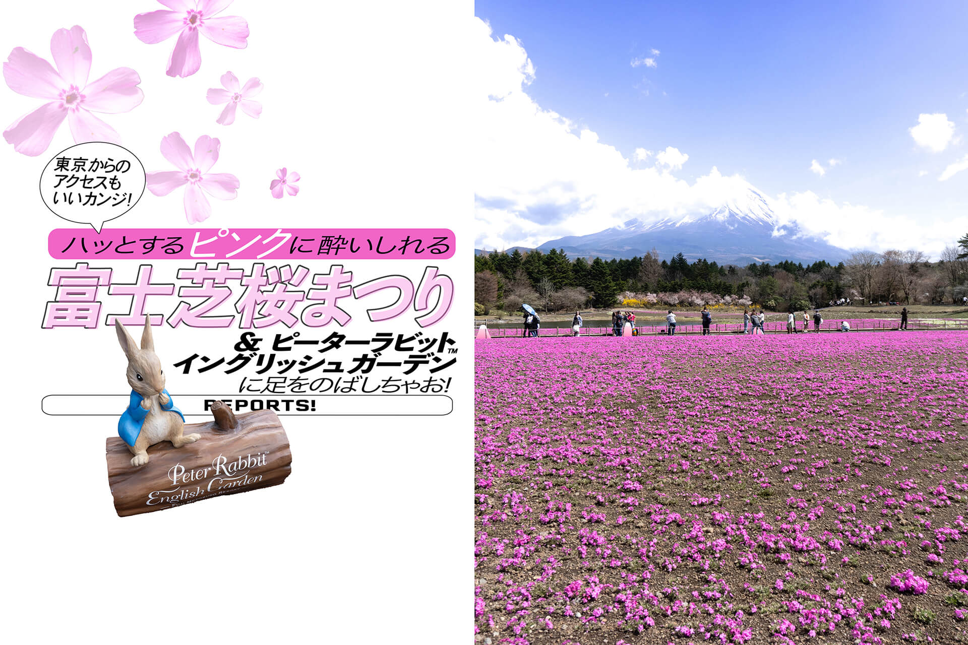 富士芝桜まつり　バナー