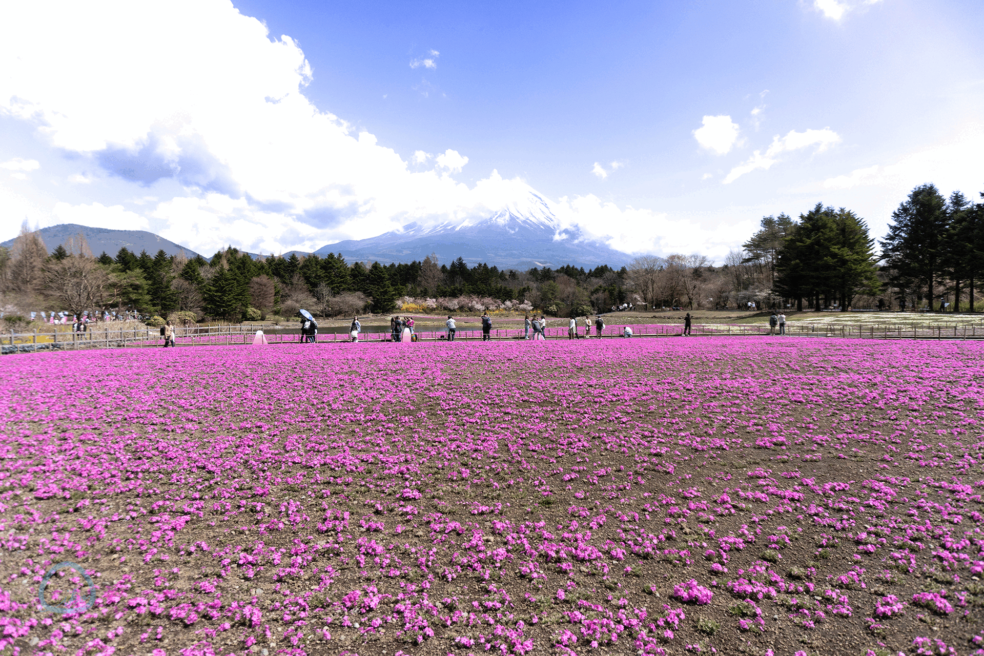 富士芝桜まつり　会場風景