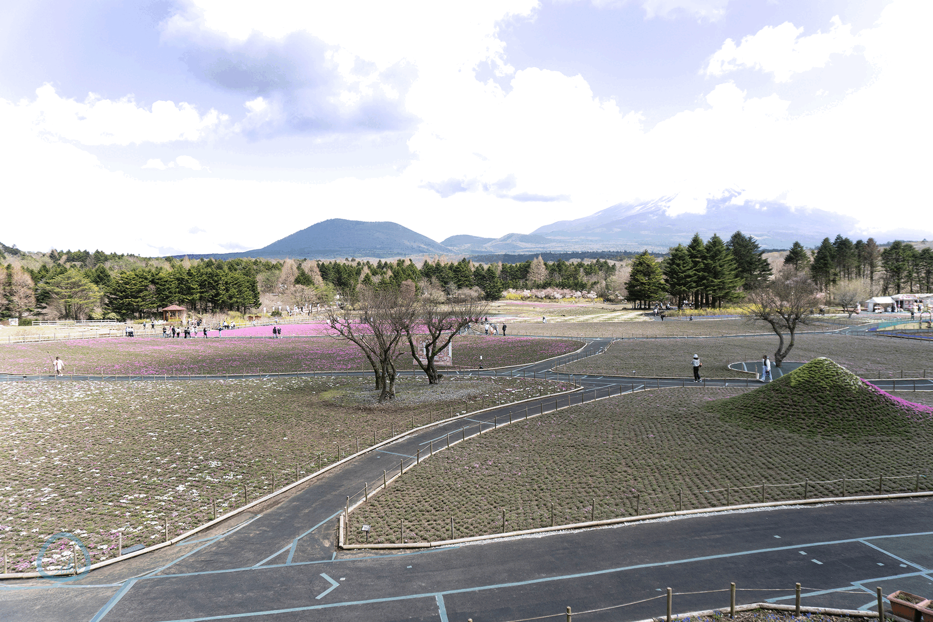 富士芝桜まつり　会場全景