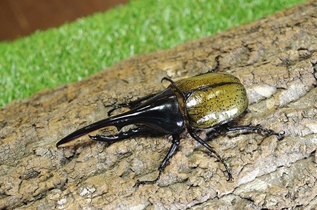 カブトムシ生体展示