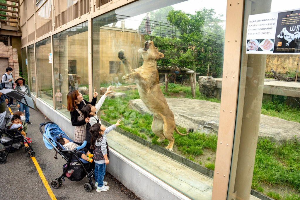 サマーナイトZOO　トラにエサをあげる親子