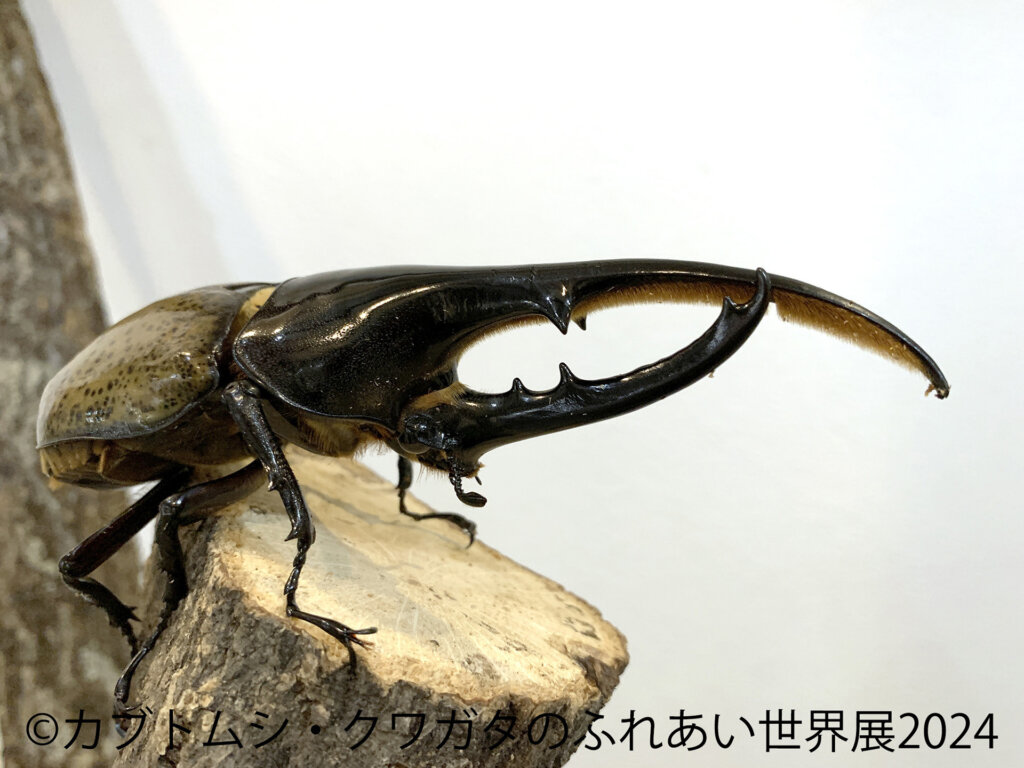 大型カブトムシ