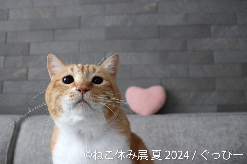 ねこ休み展 夏 2024　出店写真