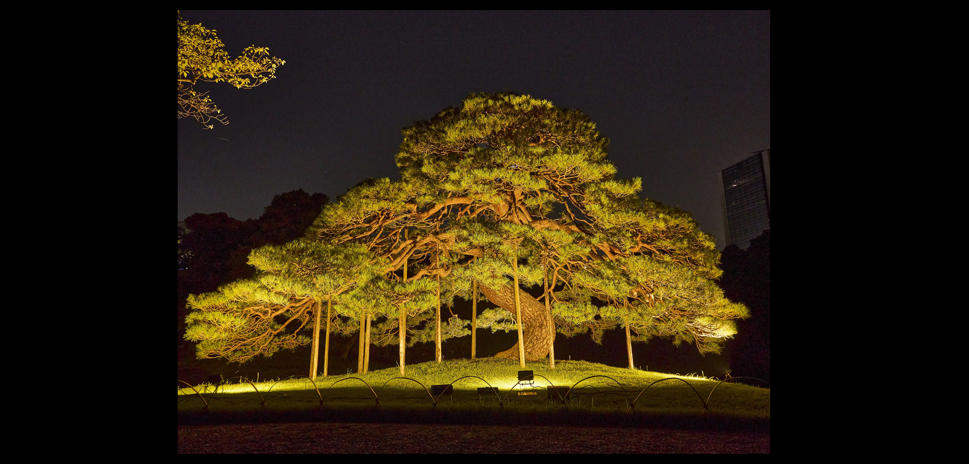 夜間特別開園「秋の夜長の小石川後楽園」イルミネーション