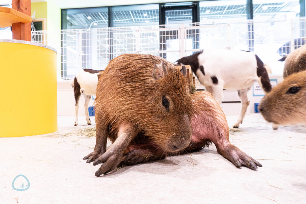 アニタッチ　東京ドームシティ　動物たち