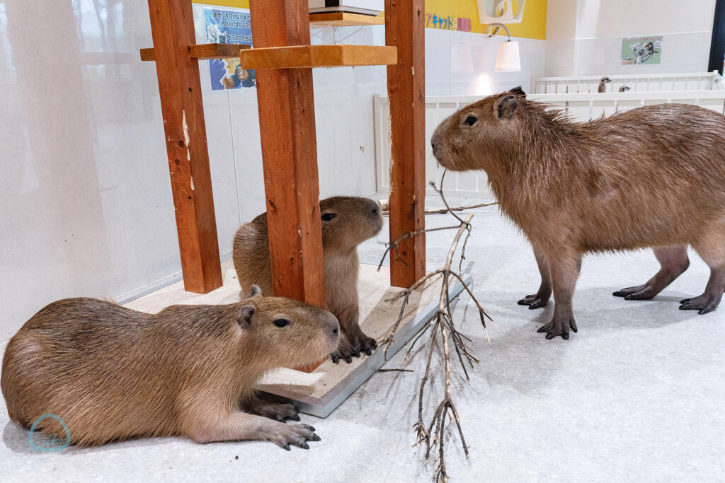 アニタッチ　東京ドームシティ　動物たち