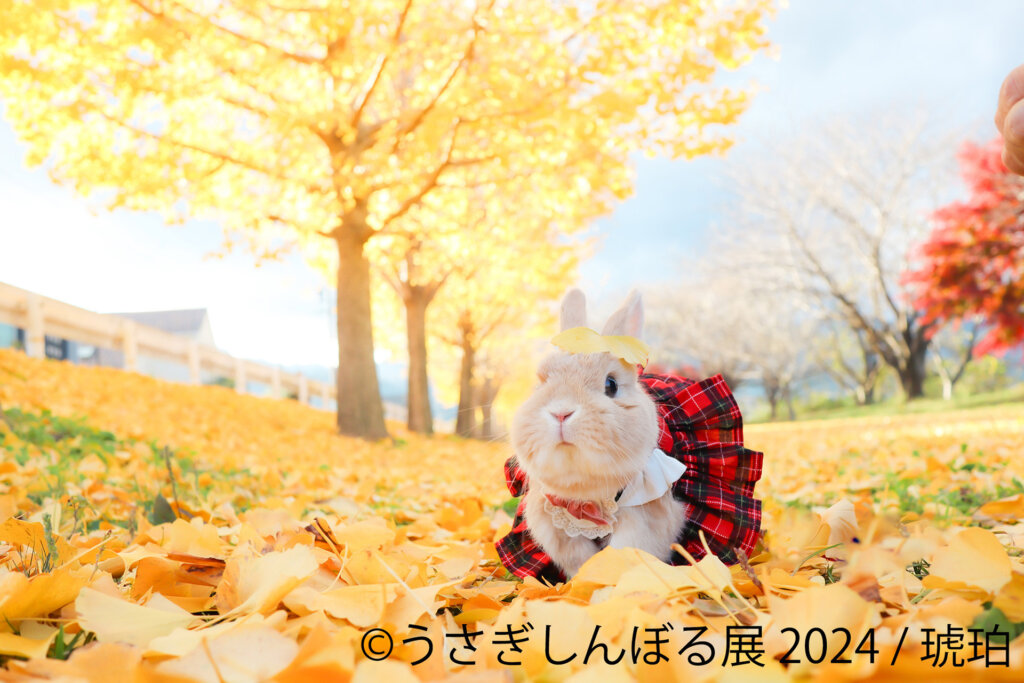 うさぎしんぼる展 2024　転移写真