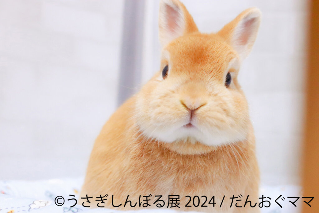 うさぎしんぼる展 2024　うさぎ写真