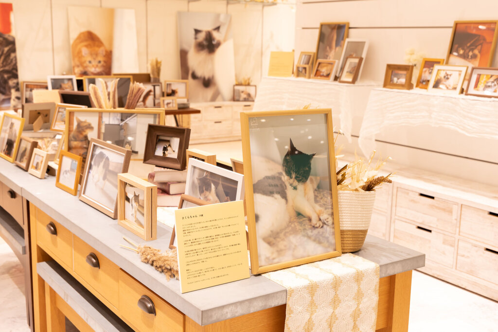 いぬとねこ シニアのそなえ展　会場風景