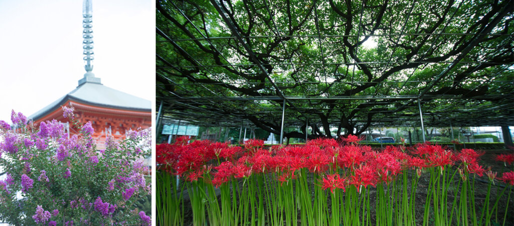 公園墓地　青葉園 秋の装飾＜扇の回廊＞　そのほかの花　曼珠沙華