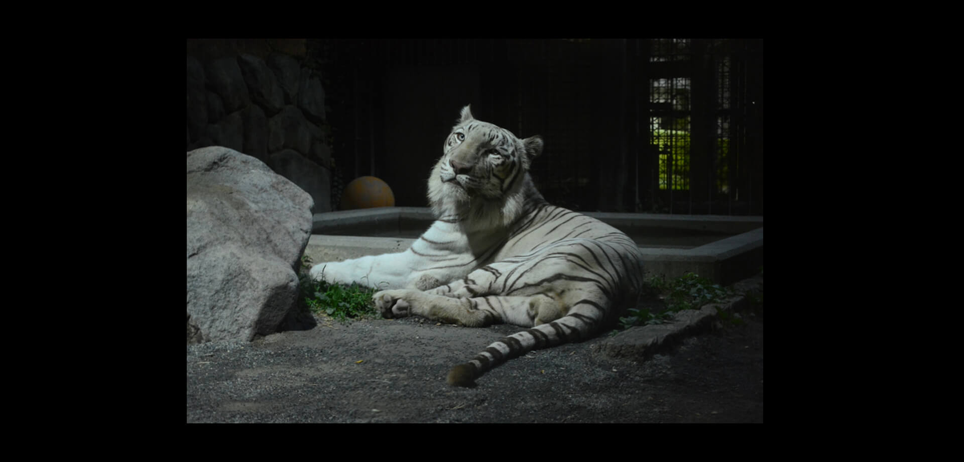 東武動物公園 オータムナイト ZOO ホワイトタイガー