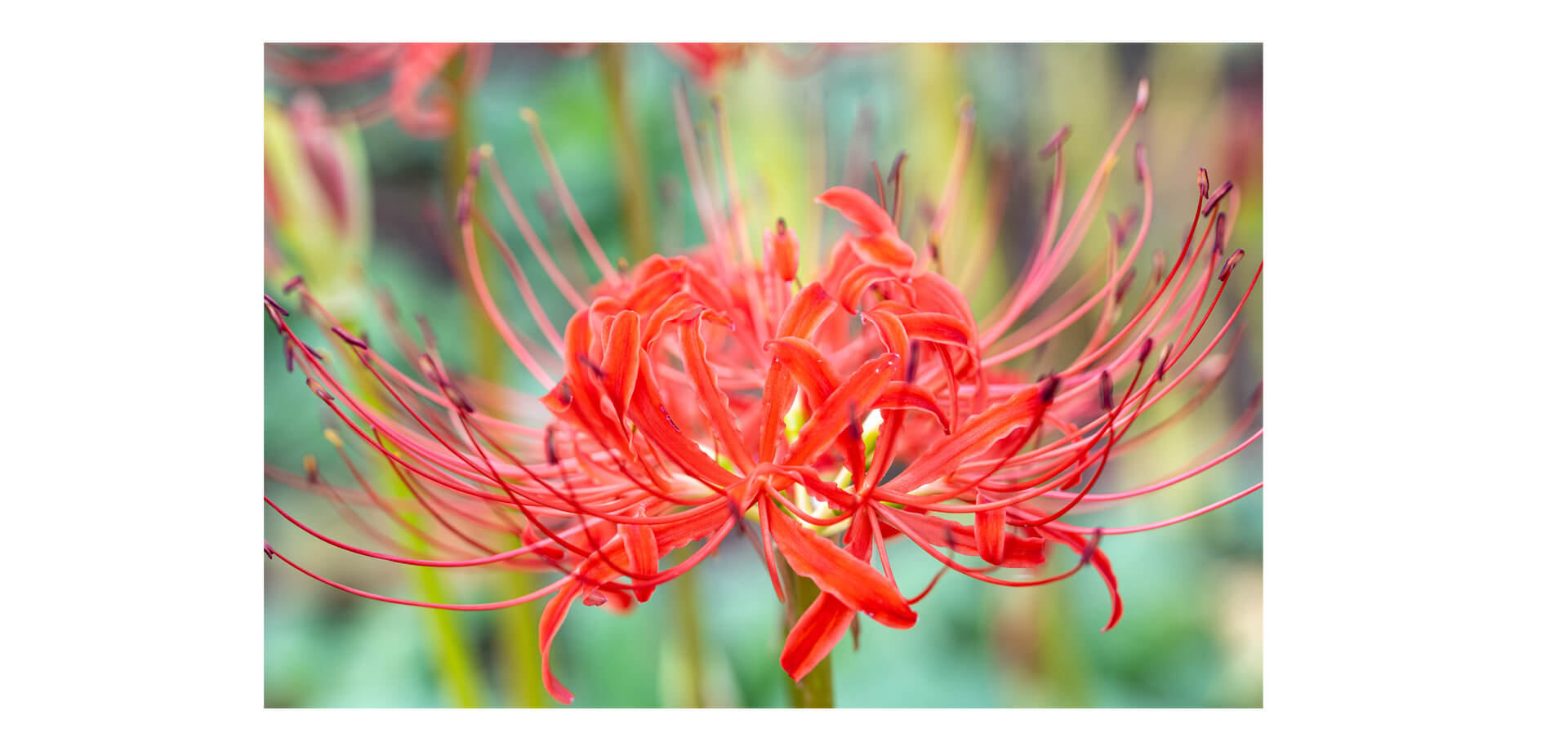 幸手曼珠沙華まつり 曼珠沙華の花