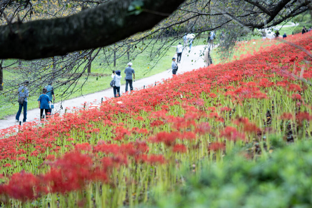 幸手曼珠沙華まつり 曼珠沙華の花