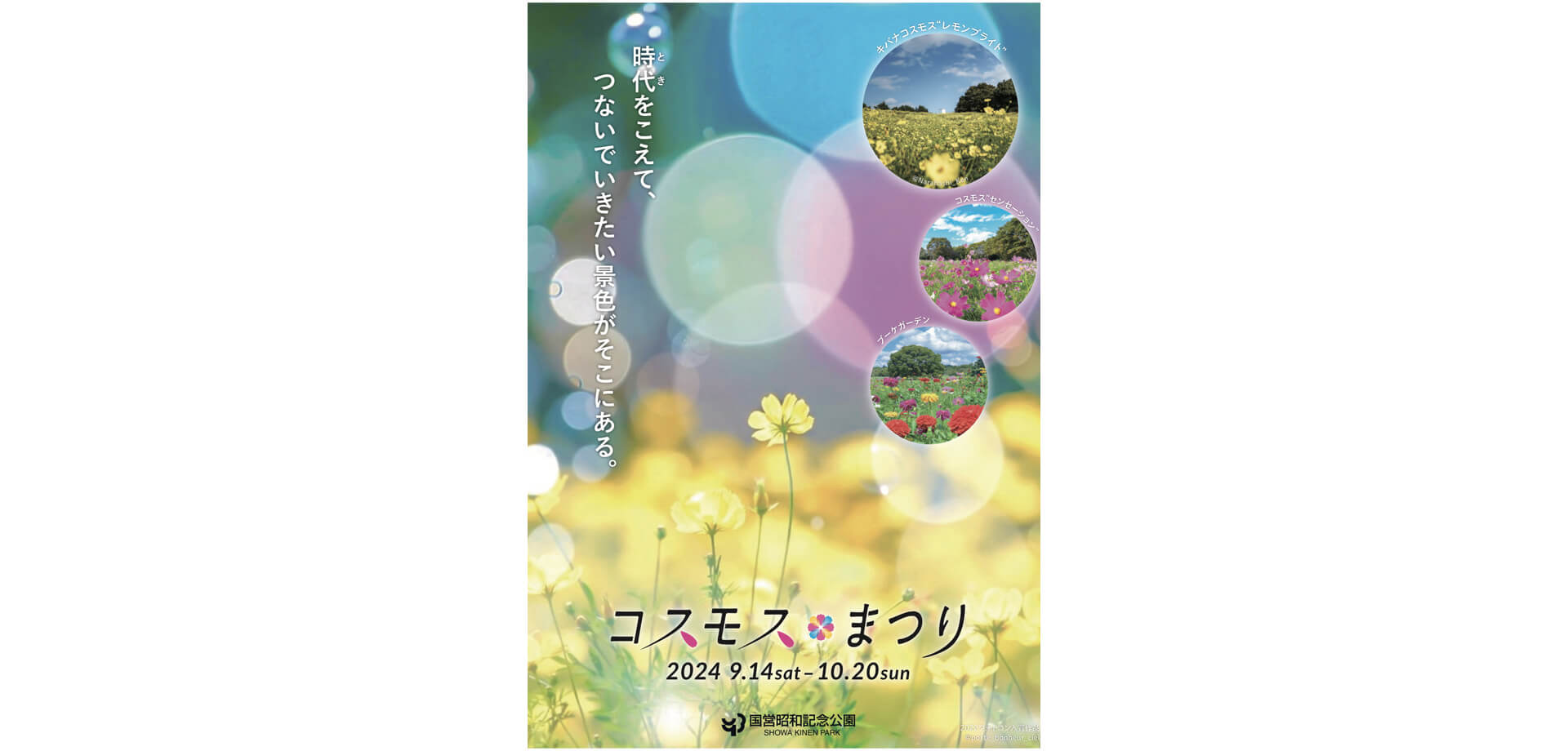 コスモスまつり2024 ポスター