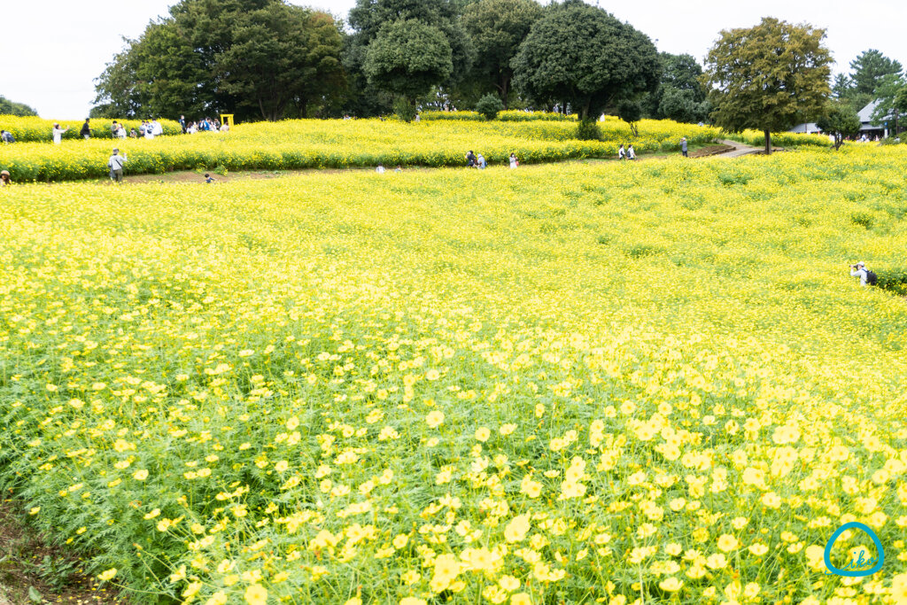 コスモスまつり　昭和記念公園