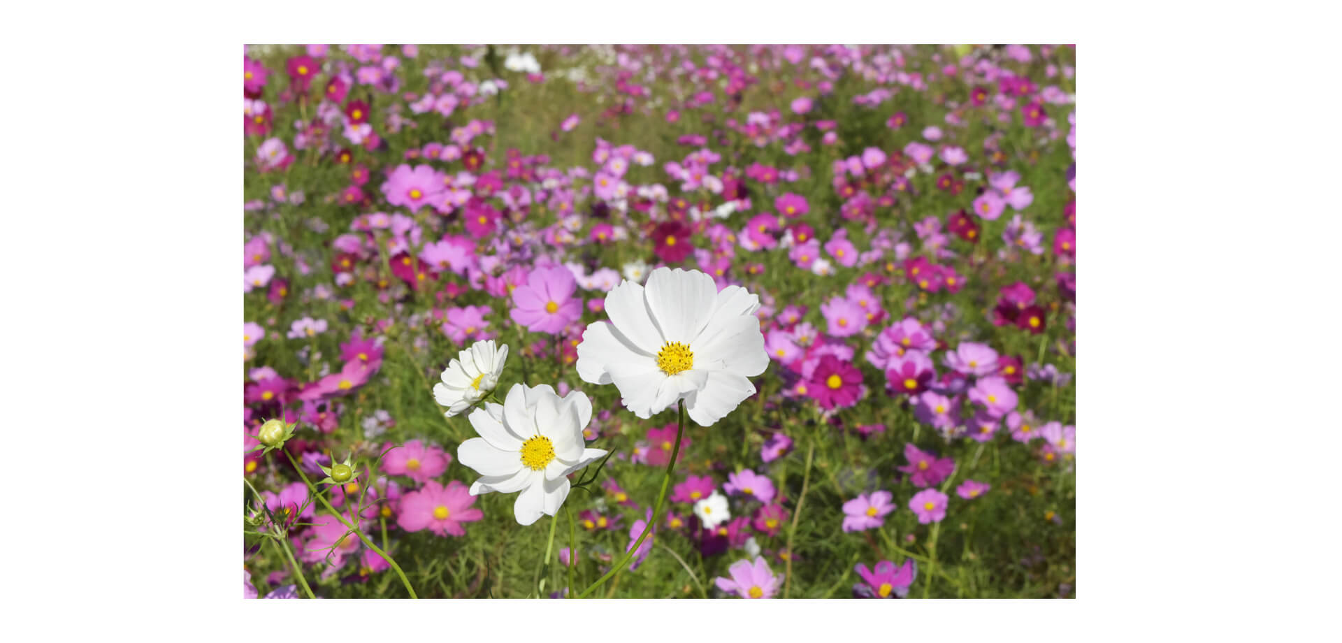 コスモスまつり 横須賀市くりはま花の国