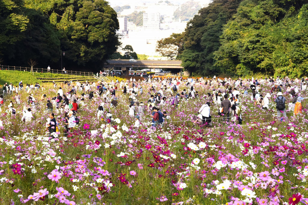 コスモスまつり 横須賀市くりはま花の国