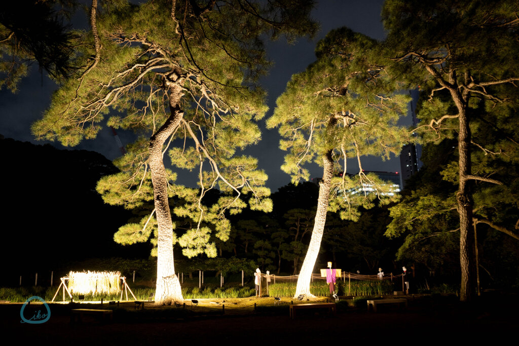 夜間特別開園 秋の夜長の小石川後楽園　松原