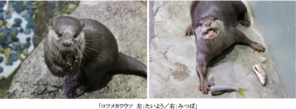 ＮＡＫＥＤ ＭＯＭＩＪＩ ＡＱＵＡＲＩＵＭ カワウソまつり　マクセルアクアパーク品川