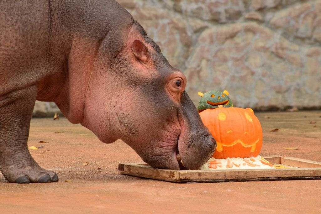 カボチャを食べるカバ