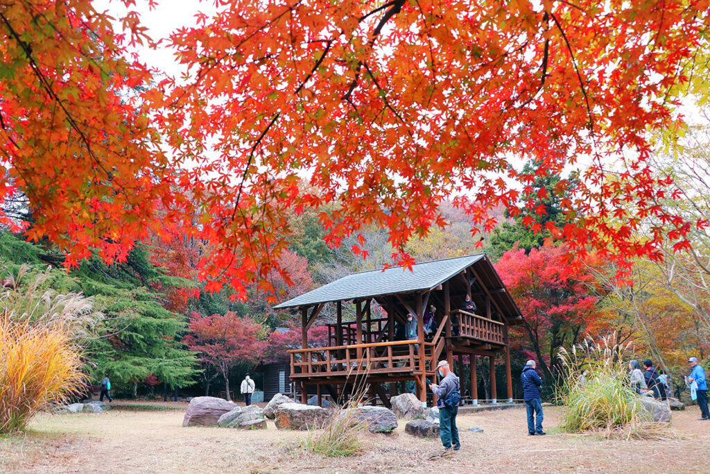 嵐山渓谷紅葉まつり