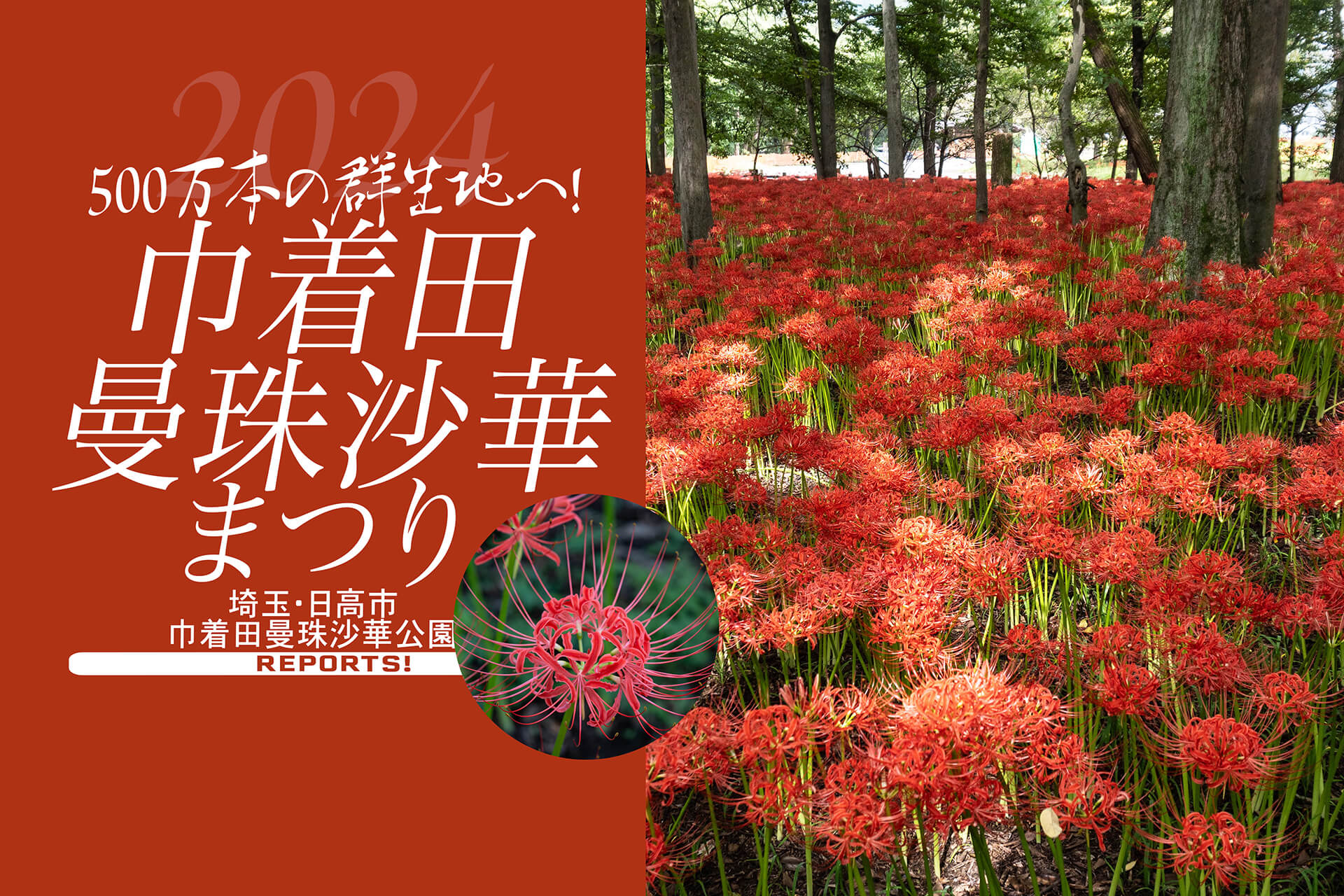 巾着田 曼珠沙華まつり】500万本の曼珠沙華で圧倒する、朱色の絶景