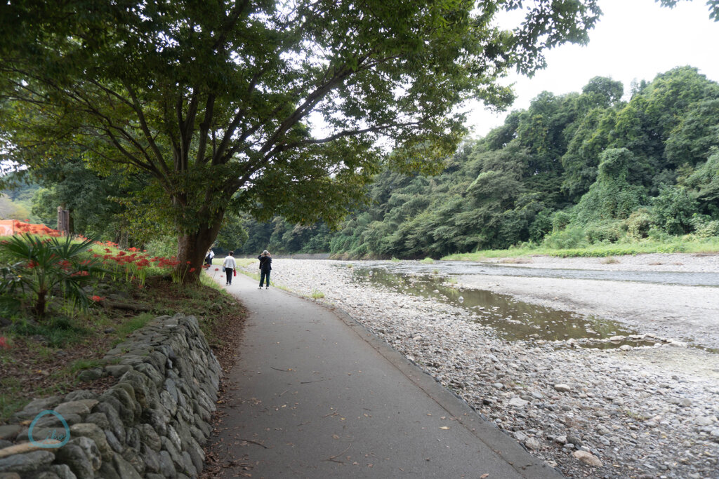 巾着田曼珠沙華まつり　高麗川