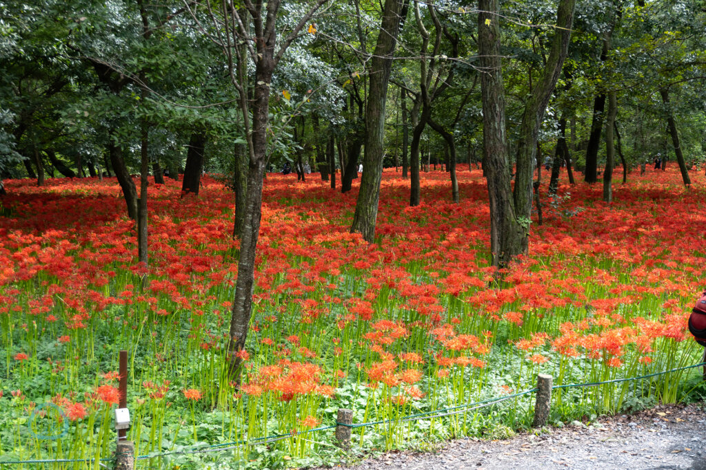 巾着田曼珠沙華まつり