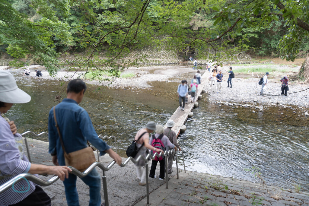 巾着田曼珠沙華まつり　ドレミファ橋