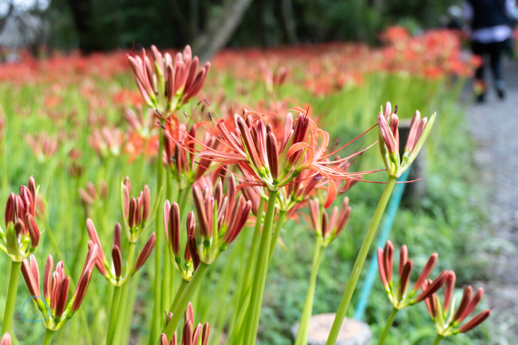 巾着田曼珠沙華まつり　開花前