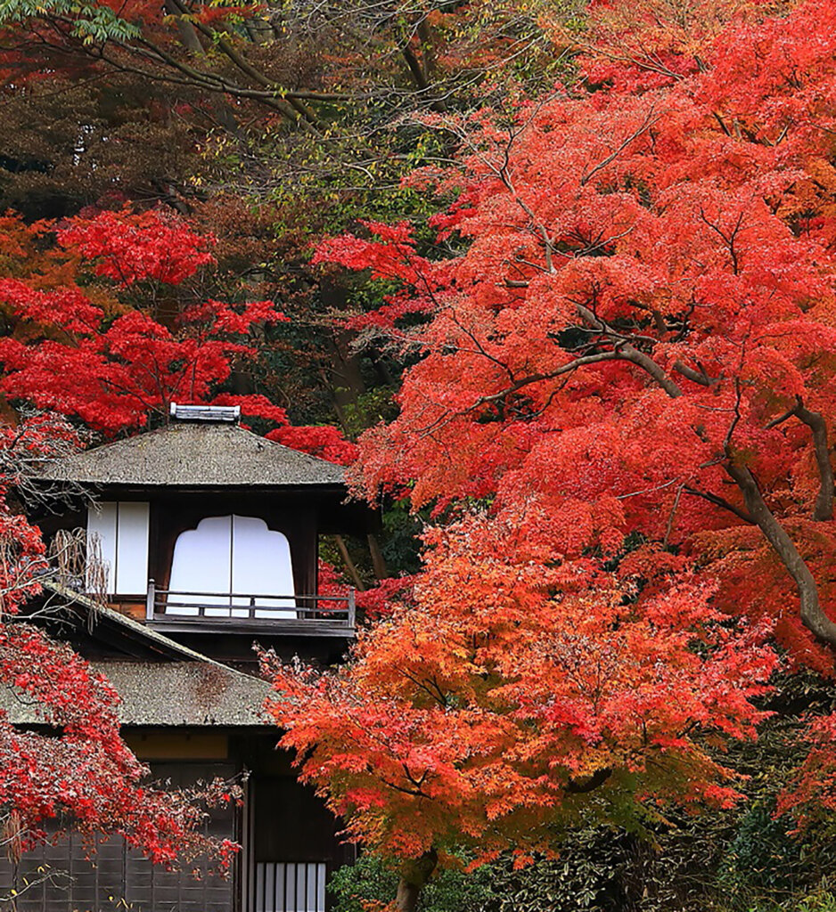 「三溪園」ライトアップ