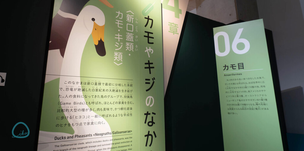 国立科学博物館「特別展 鳥」