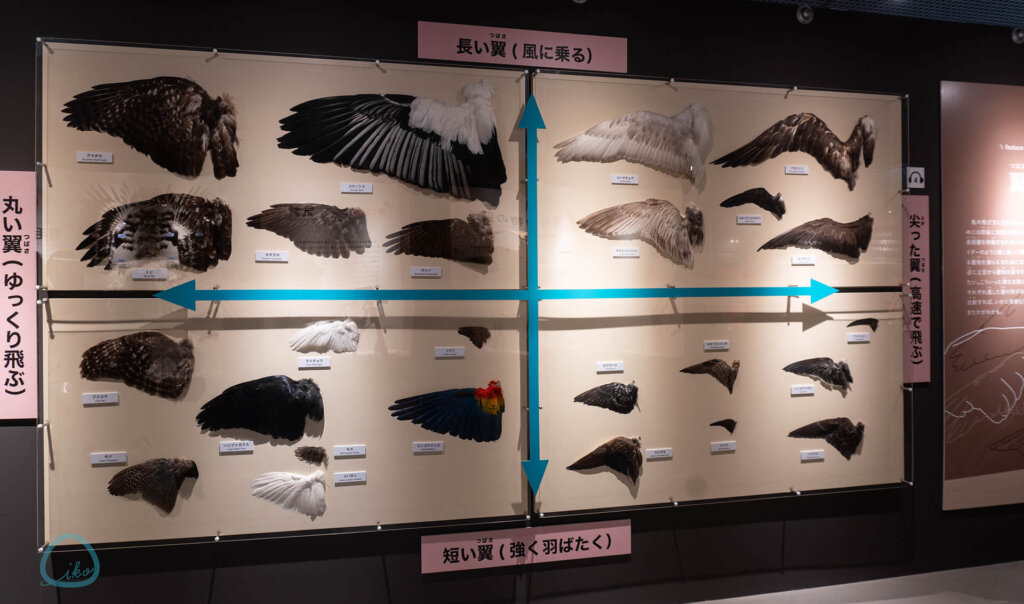 国立科学博物館「特別展 鳥」