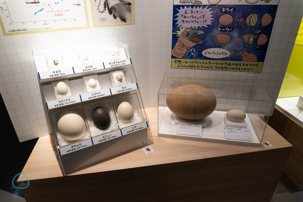 国立科学博物館「特別展 鳥」