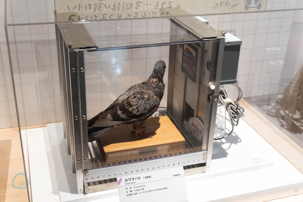 国立科学博物館「特別展 鳥」