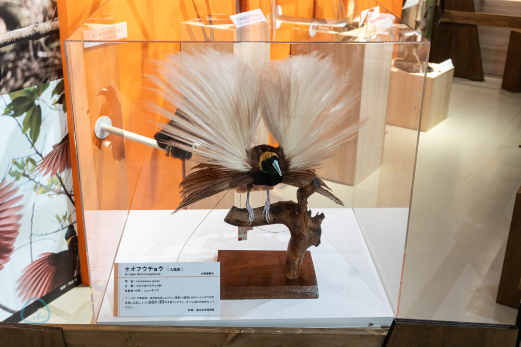 国立科学博物館「特別展 鳥」