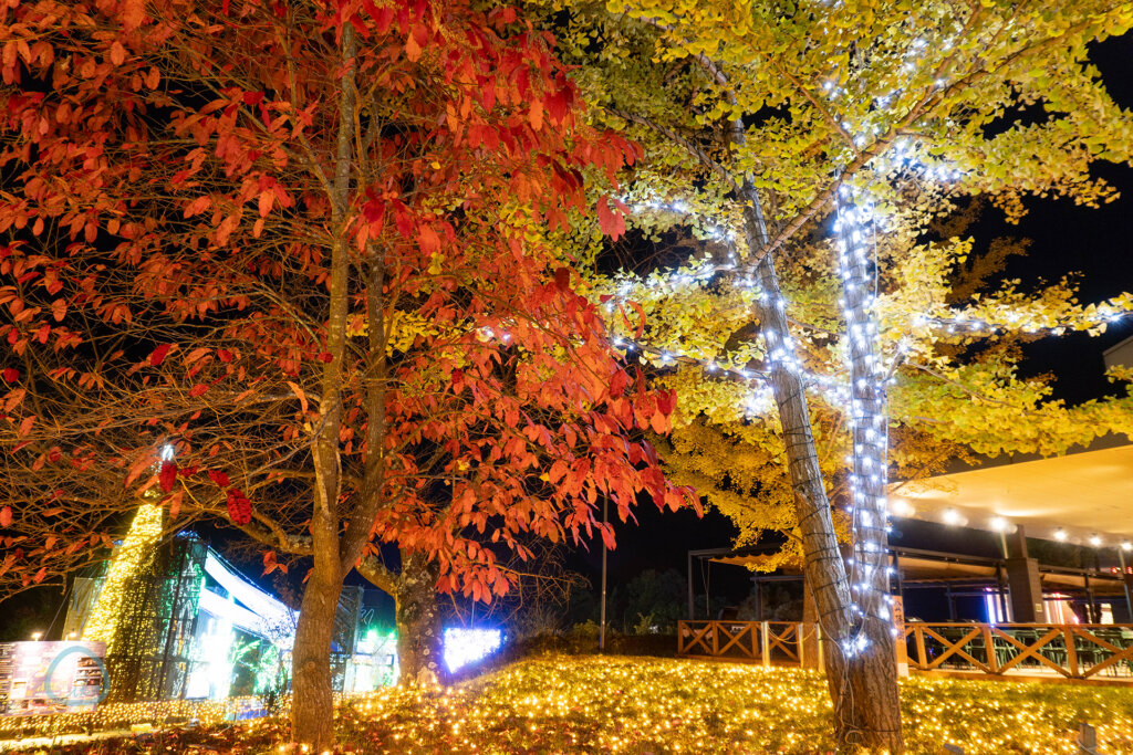 さがみ湖イルミリオン　紅葉