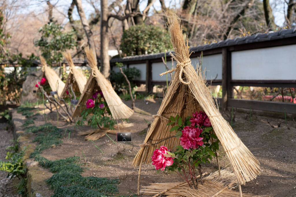 第四十三回　上野・東照宮 冬ぼたん