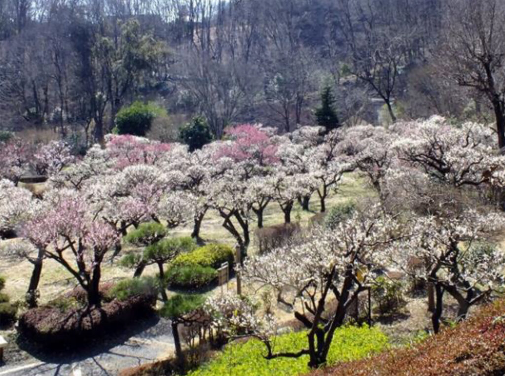 町田薬師池公園四季彩の杜 薬師池 梅まつり