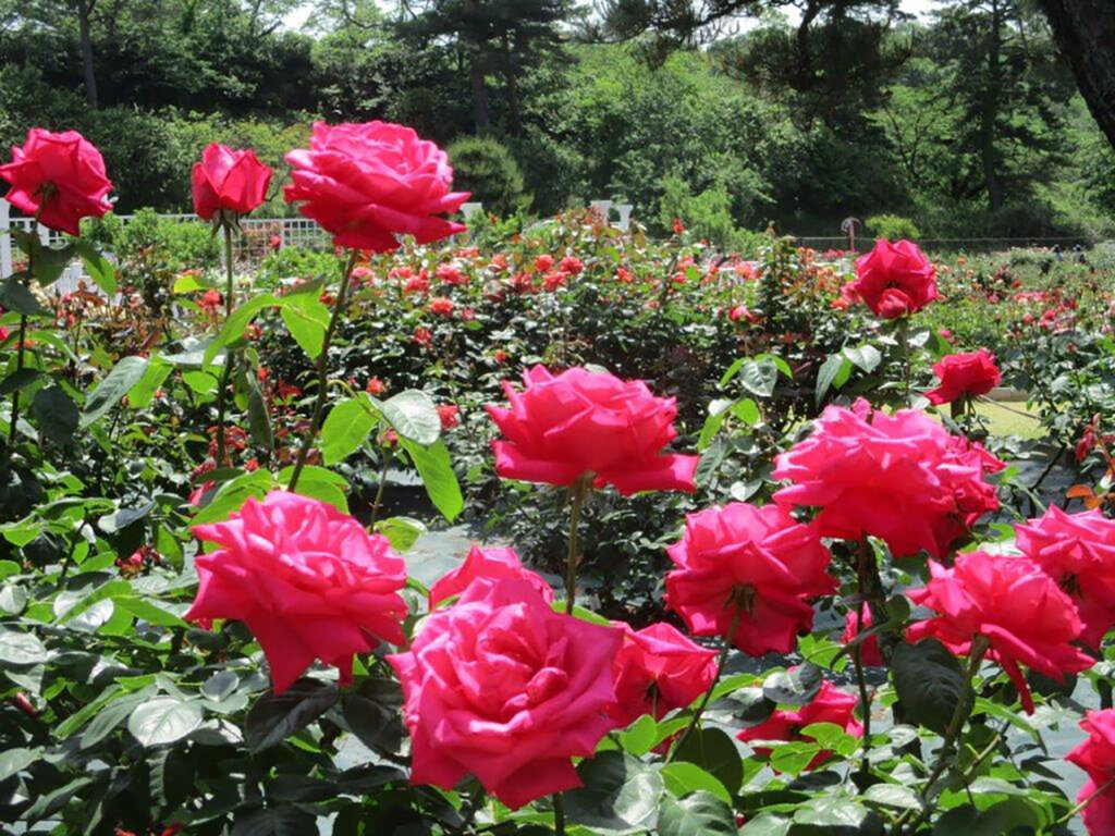 生田緑地ばら苑